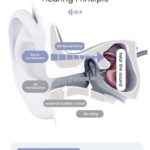 Diadema amplificadora ayuda auditiva 2en1 conducción ósea y diadema bluetooth pérdida auditiva adulto mayor